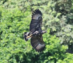 Buteogallus urubitinga