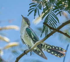 Chrysococcyx caprius