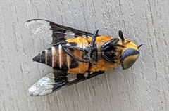 Ancala africana