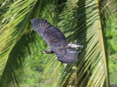 Buteogallus urubitinga