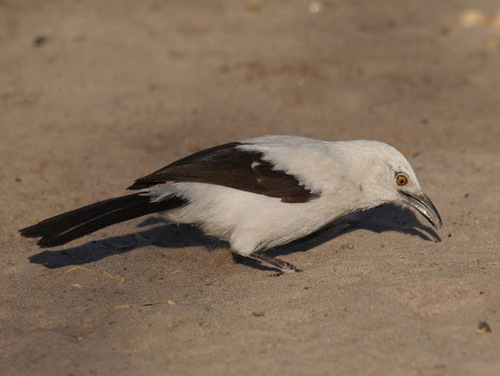 Southern Pied Babbler (Turdoides bicolor), photo 9