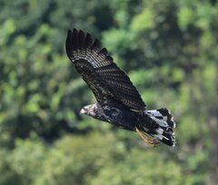 Buteogallus urubitinga