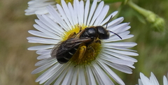 Halictus maculatus