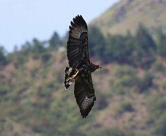 Buteogallus urubitinga