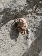 Leprus