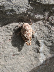Leprus