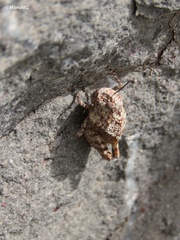 Leprus