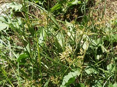 Cyperus
