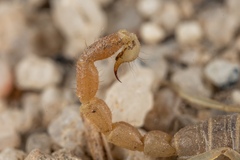 Parabuthus brevimanus