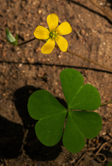 Oxalis corniculata image