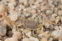 Parabuthus brevimanus