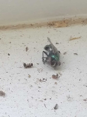 Lucilia coeruleiviridis