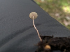 Baeospora