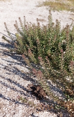 Lepidium auriculatum