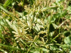 Cyperus