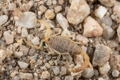 Parabuthus brevimanus