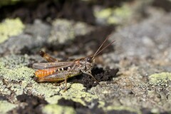 Omocestus haemorrhoidalis