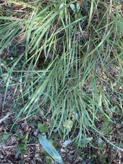 Chasmanthium sessiliflorum