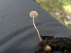 Baeospora