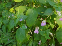 Impatiens balfourii