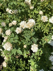 Rosa foliolosa