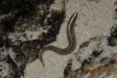 Cebidichthys violaceus