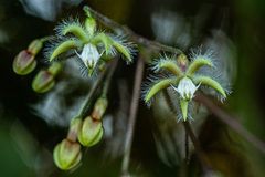 Pergularia daemia subsp. barbata image