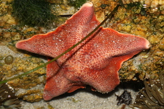 Patiria miniata