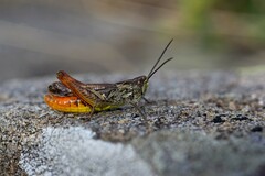 Chorthippus eisentrauti