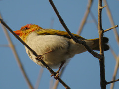 Anaplectes rubriceps