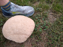 Calvatia craniiformis