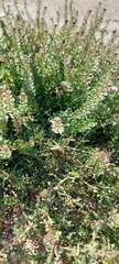 Lepidium auriculatum