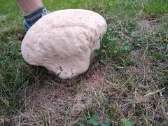 Calvatia craniiformis