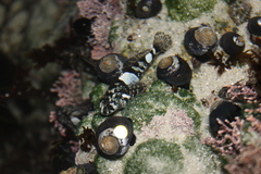 Clinocottus globiceps