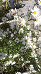 Leucanthemum × superbum