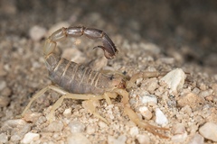 Parabuthus granulatus