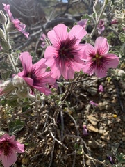 Anisodontea scabrosa