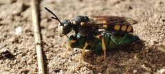 Cerceris bupresticida