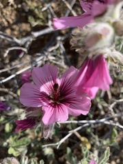 Anisodontea scabrosa