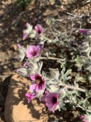 Anisodontea scabrosa