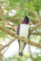 Cinnyricinclus leucogaster