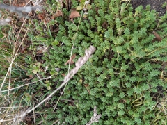 Sedum