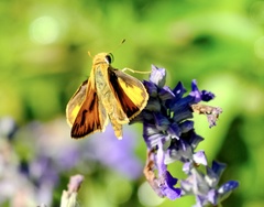 Hylephila phyleus