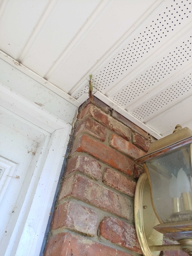 Carolina mantis