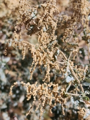 Atriplex lentiformis
