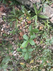 Rubus cuneifolius