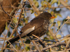 Bubalornis niger