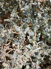 Atriplex lentiformis