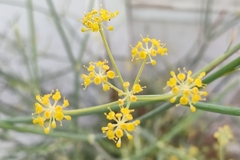 Foeniculum vulgare