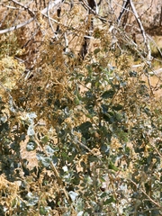 Atriplex lentiformis